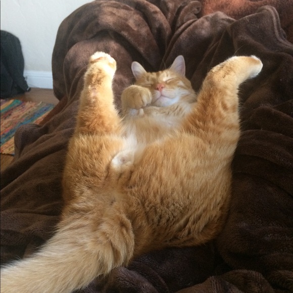 Meet your Posher, Juliana - Picture 2 of 2